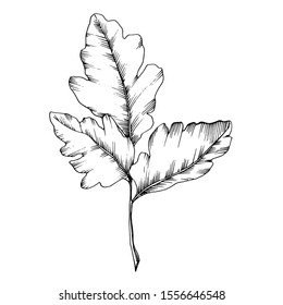 Vector Sorbus leaf plant botanical garden floral foliage. Black and white engraved ink art. Isolated sorbus illustration element on white background.