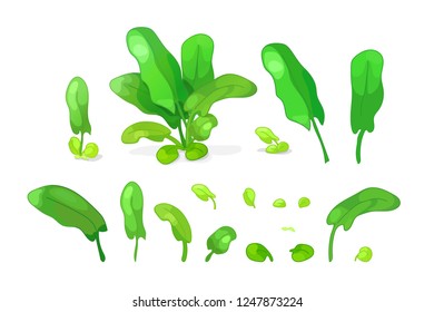 vector sorrel greenery cute icons big set