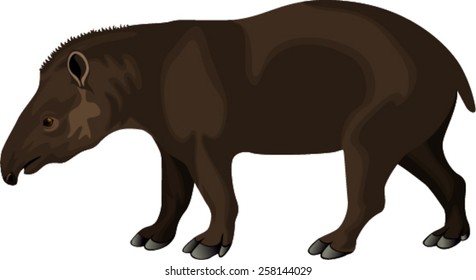 vector South American tapir