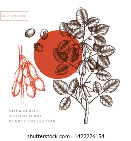 Vector Soy beans illustration. Agricultural plant with leaves, flowers, beans drawings. Hand drawn gluten free plants. Vegan food Line art. Botanical soy beans design