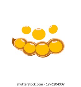 Vector of soybean. Seed of yellow bean.
