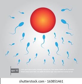 Vector spermatozoons, floating to ovule