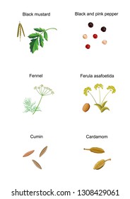 vector spice plants