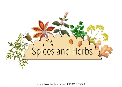 Vector spices and herbs