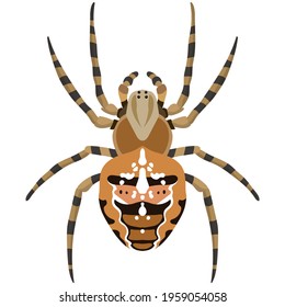 Vector spider araneus diadematus illustration isolated on white