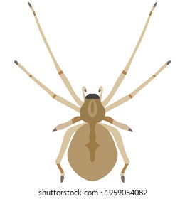 Vector spider cheiracanthium insect species illustration on white