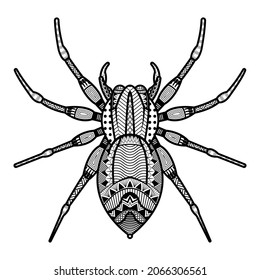 Vector spider of hand drawn insects illustrations. Abstract black coloring book.