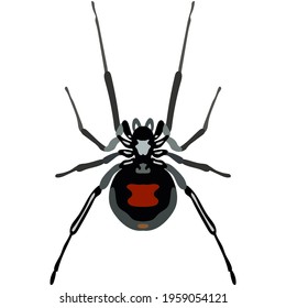 Vector spider latrodectus mactans danger insect illustration