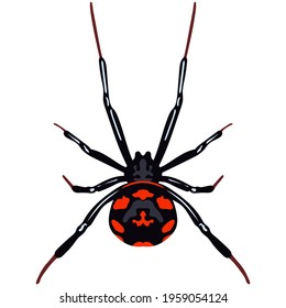 Vector spider latrodectus tredecimguttatus insect species illustration