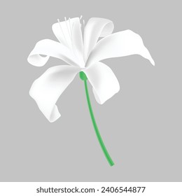 Vector spider lily flower isolated on transparent background.