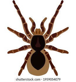 Vector spider theraphosa blondi illustration isolated on white