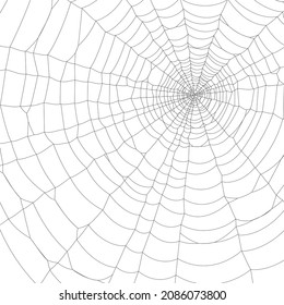 Vector Spider web on white
