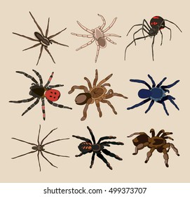 Vector of spiders set