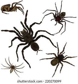 Vector of spiders set on white background