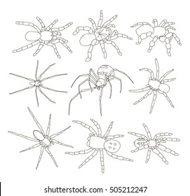 Vector of spiders set on white background