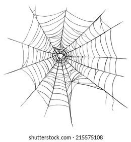 Vector Spider's Web on White Background