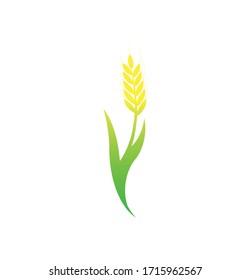 Vector spikelet of wheat isolated on white background.