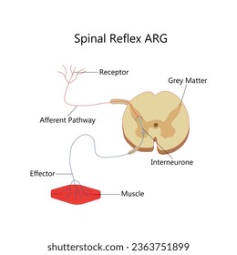 Vector spinal reflex arg vector illustration