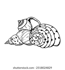 Vector espiral conchas marinas línea ilustración de caracol de mar Cassidae. Dibujo blanco y negro monocromo de animales submarinos para diseños de océano de verano. Conchas de moluscos náuticos