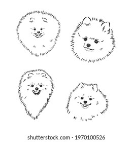 vector spitz dog sketch. spitz vector sketch