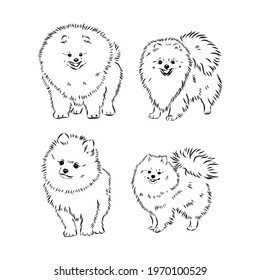 vector spitz dog sketch. spitz vector sketch