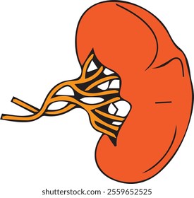 vector spleen, human organ illustration