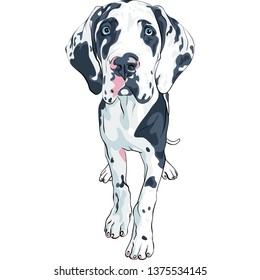 Vector spotted dog Harlequin Great Dane Puppy