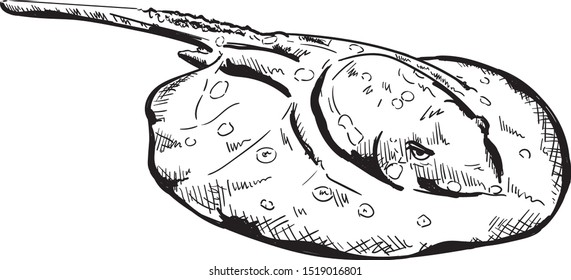 vector, Spotted ray  Marine fish isolated on backgtound