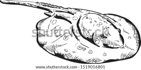 vector, Spotted ray  Marine fish isolated on backgtound