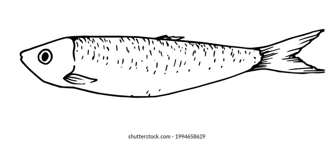 vector sprat. sketch-style small sea sardine isolated black outline with scale texture strokes on a white background. The seafood menu includes sardines and sprats. Sea and ocean creatures isolated 