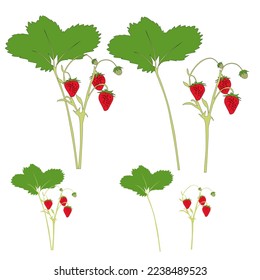 Vector espiral con fresas con hoja sobre fondo blanco