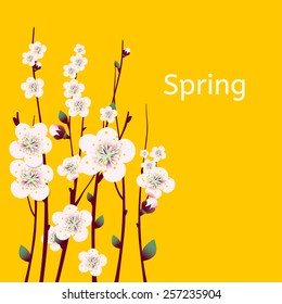 Vector spring  apricot blossoming branch on bright yellow background