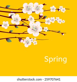 Vector spring apricot blossoming branch on bright yellow background