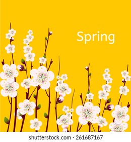 Vector spring apricot blossoming branch on bright yellow background