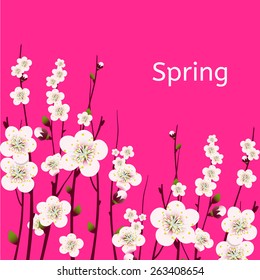 Vector spring  apricot blossoming branch on bright pink background