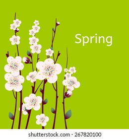 Vector spring  apricot blossoming branch on bright green background
