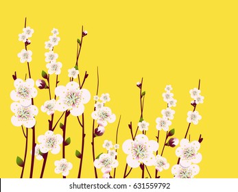 Vector Spring  apricot blossoming branch on bright background