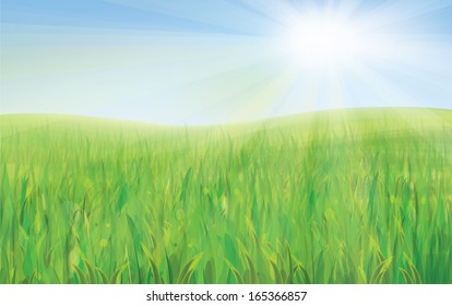 Vector spring background, blue sky and green grass.