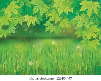 Vector of spring background with green grass and  branches of maple's tree.