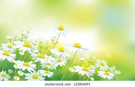 Vector of spring background with white daisies.