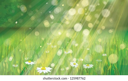 Vector of spring background with white daisies.