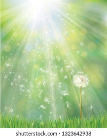 Vector of spring background with white dandelion.