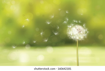 Vector of spring background with white dandelion.