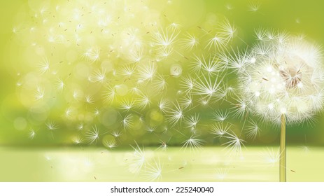 Vector spring background with white dandelion.