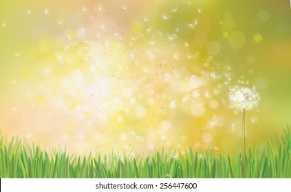 Vector  spring background with white dandelion.