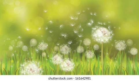 Vector of spring background with white dandelions. 