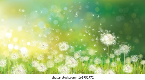 Vector of spring background with white dandelions. 
