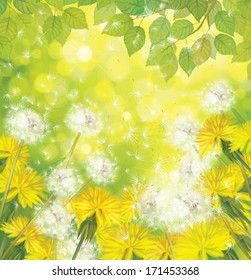 Vector spring background with yellow dandelions.