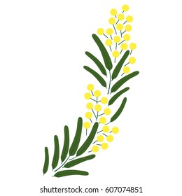 Vector spring beautiful blossoming Mimosa branch illustrations