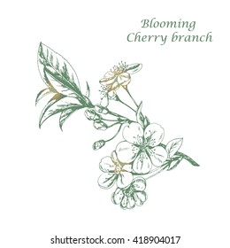 Vector spring blooming Cherry branch with flowers and buds. Hand drawn floral sketch for print, card, inspiration, greeting and other vintage floral design.